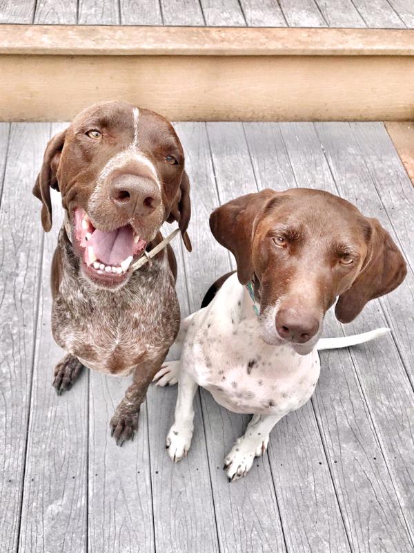 /images/uploads/southeast german shorthaired pointer rescue/segspcalendarcontest2021/entries/21956thumb.jpg